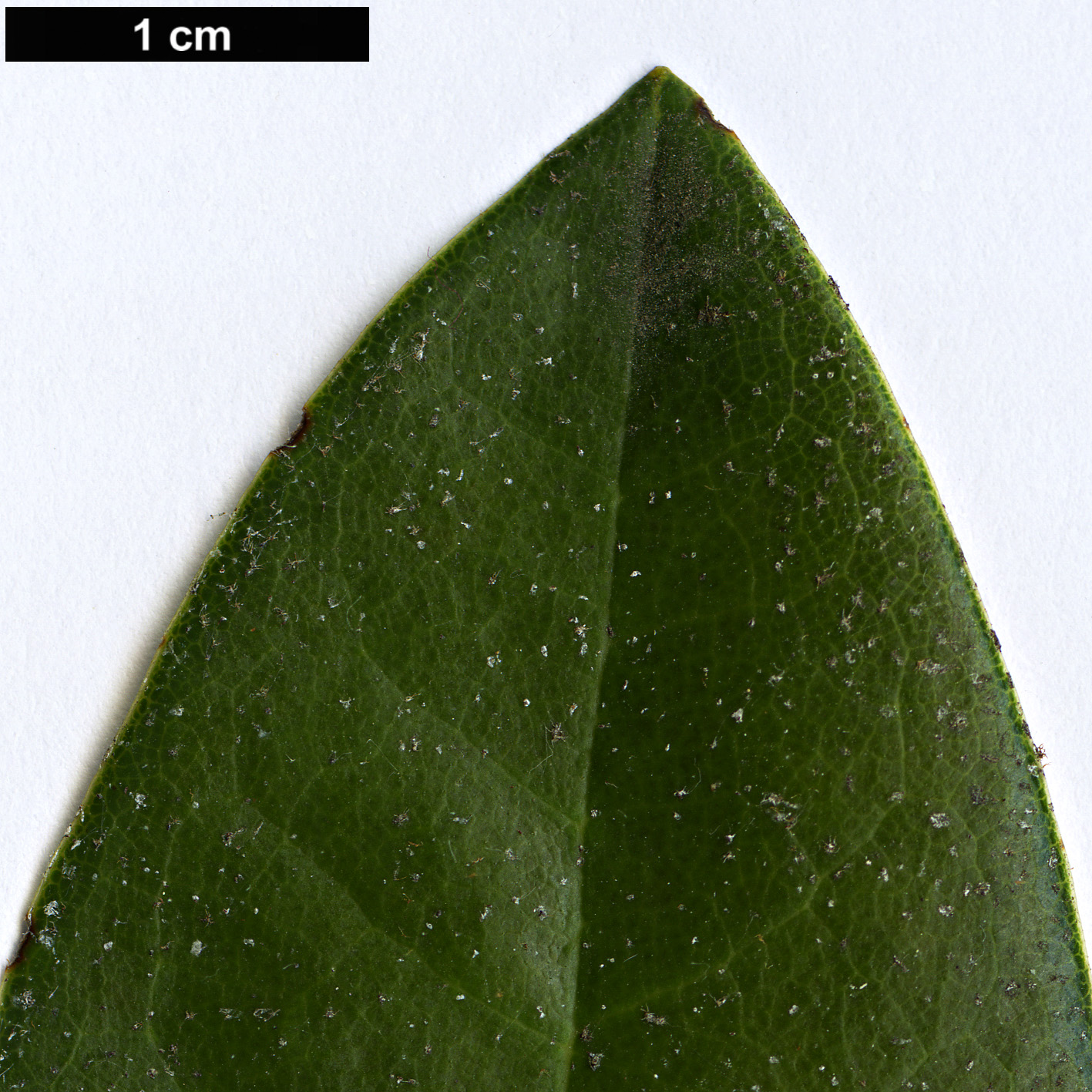 High resolution image: Family: Ericaceae - Genus: Rhododendron - Taxon: balfourianum - SpeciesSub: Aganniphoides Group